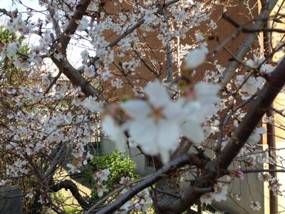 はや咲き桜