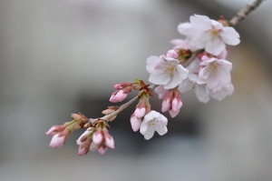 儀明川の桜 2