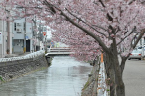 儀明川の桜 3