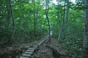 整備された登山道