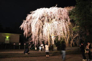 09yozakura09040920.jpg