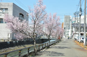 儀明川の小彼岸さくら