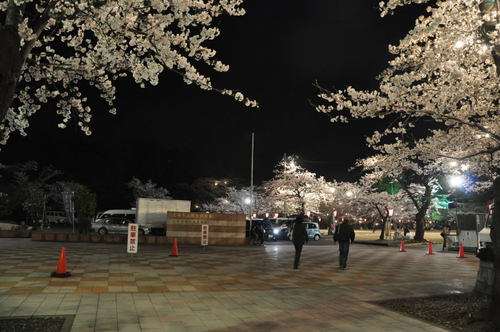 夜桜（城下町高田百万人観桜会）