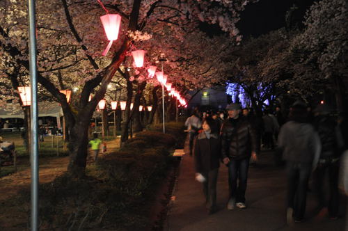 夜桜（城下町高田百万人観桜会）