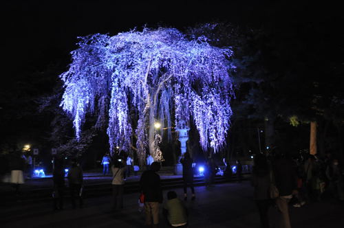 夜桜（城下町高田百万人観桜会