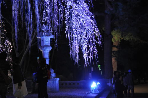 夜桜（城下町高田百万人観桜会）