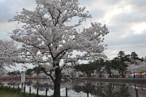 城下町高田百万人観桜会