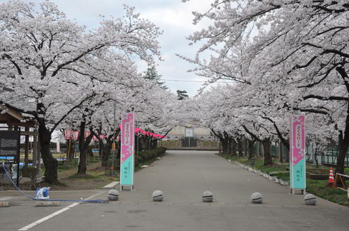 城下町高田百万人観桜会