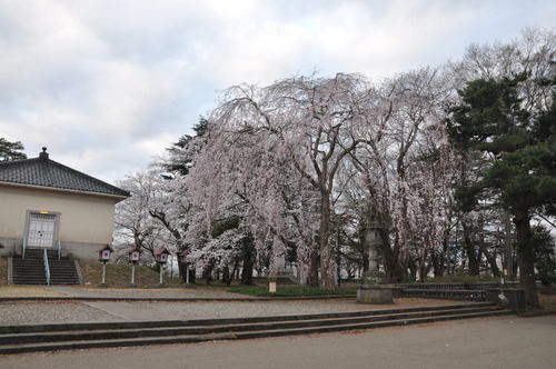 城下町高田百万人観桜会