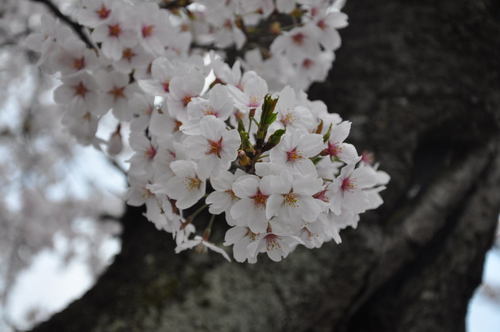 城下町高田百万人観桜会