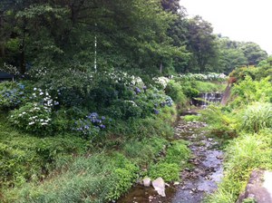 渋川のあじさい