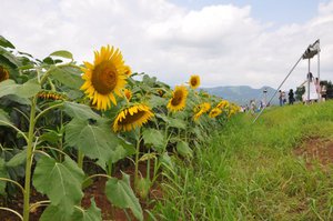 ひまわり広場