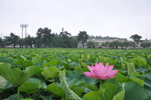 高田城址公園の蓮