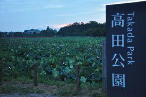 高田公園のはすまつり"