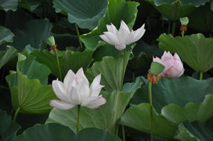 高田公園のはすまつり