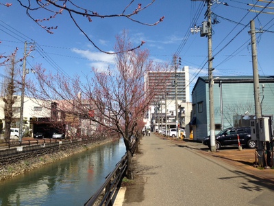 小彼岸桜