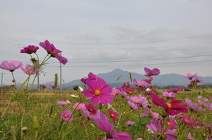 米山さん