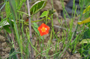 小さき花