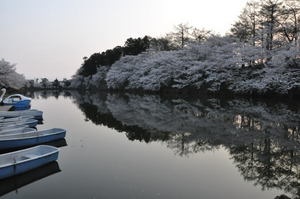 高田城百万人観桜会　３