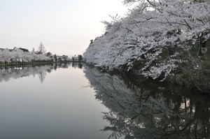 高田城百万人観桜会　４