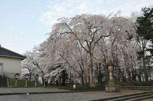 城下町高田百万人観桜会　７