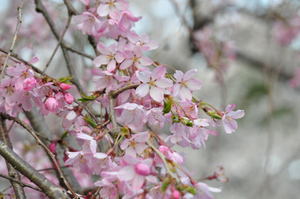 城下町高田百万人観桜会　８