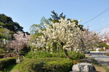 高田公園の八重桜