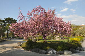 高田公園の八重桜