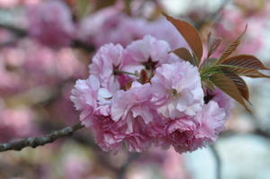 高田公園の八重桜