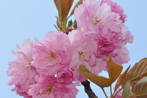 高田公園の八重桜