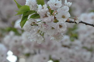 高田公園の八重桜