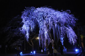 城下町高田百万人観桜会