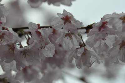 小彼岸桜