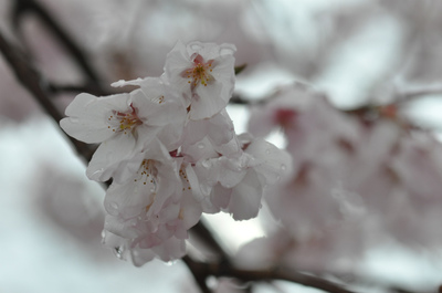 小彼岸桜