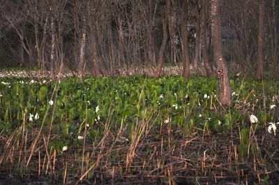 いもり池の水芭蕉