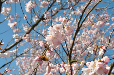 本町小彼岸桜