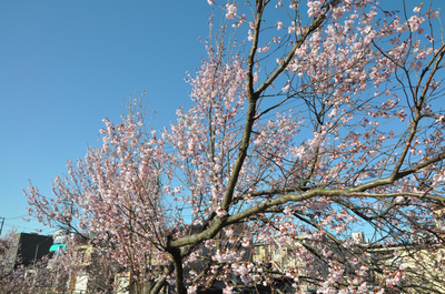 本町小彼岸桜