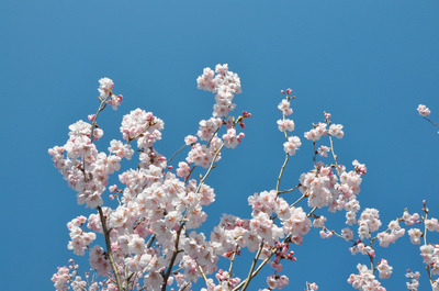 本町小彼岸桜