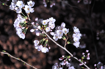 夜桜