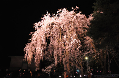 夜桜