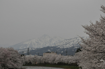 朝桜