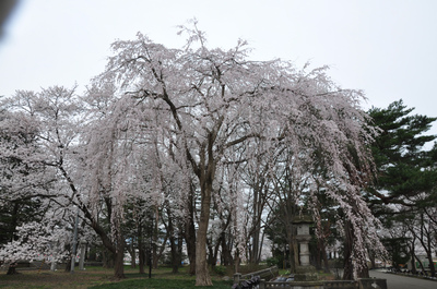 朝桜