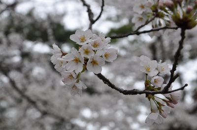 朝桜