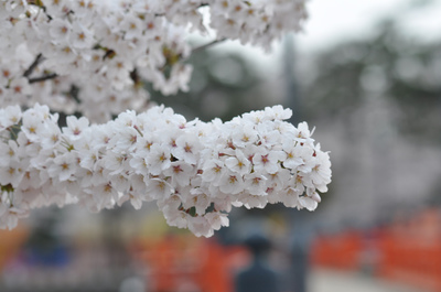 朝桜