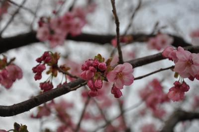 おまけの桜