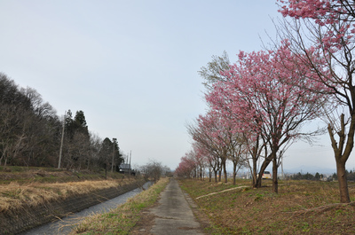 おまけの桜