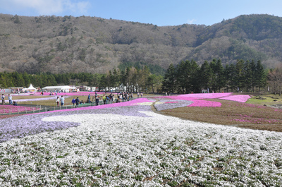 富士芝桜まつり