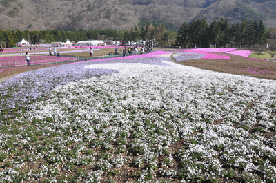 富士芝桜まつり