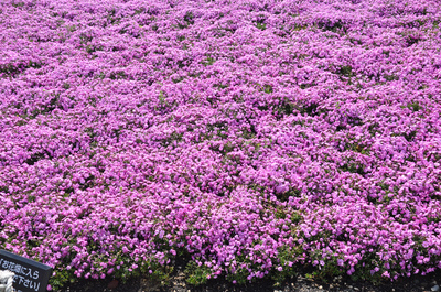 富士芝桜まつり