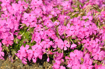 富士芝桜まつり